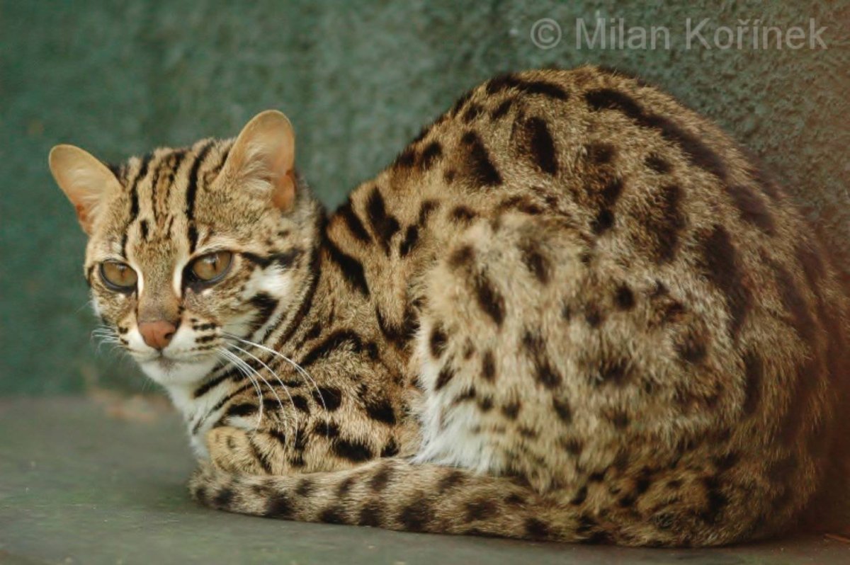 ФОТО: Азиатский леопардовый кот 10