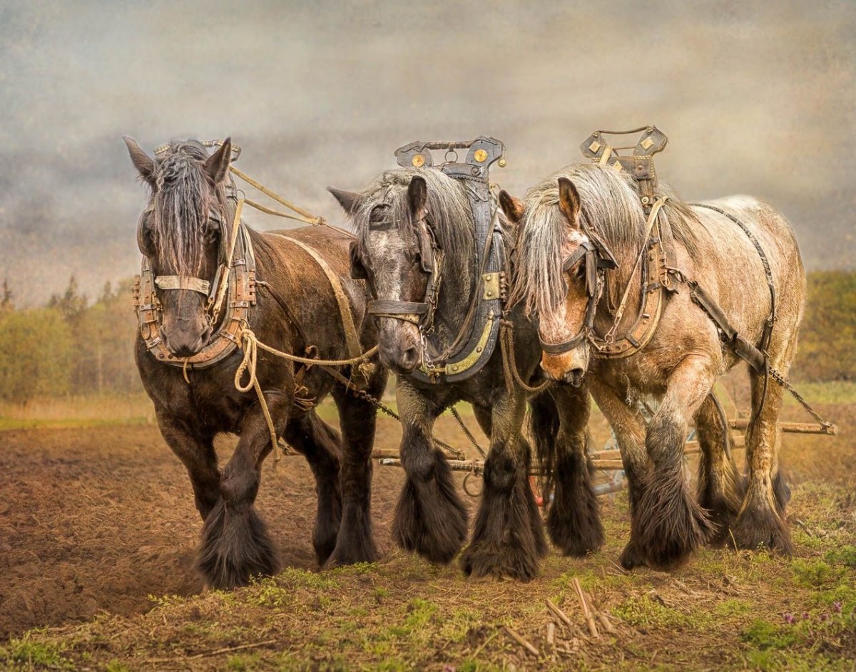 ФОТО: Голландская Ломовая лошадь 2