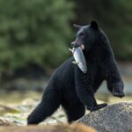 ФОТО: Барибал медведь 58