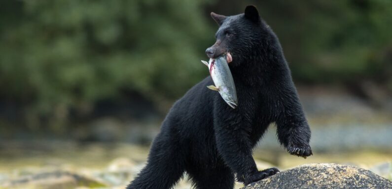 ФОТО: Барибал медведь