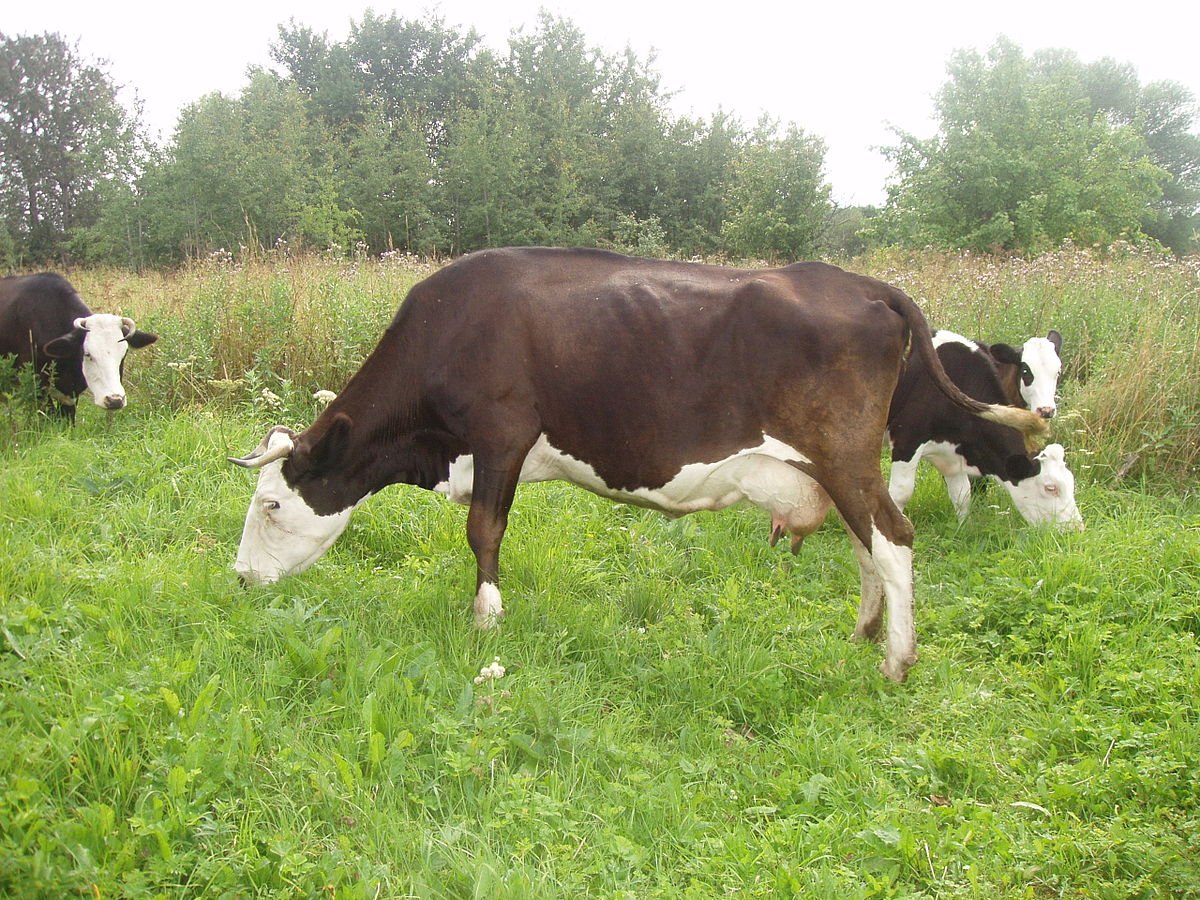 ФОТО: Ярославская порода коров 8