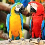 ФОТО: Породы попугаев 24