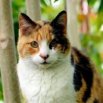 ФОТО: Трехцветный кот 38 красивые миниатюрные девушки