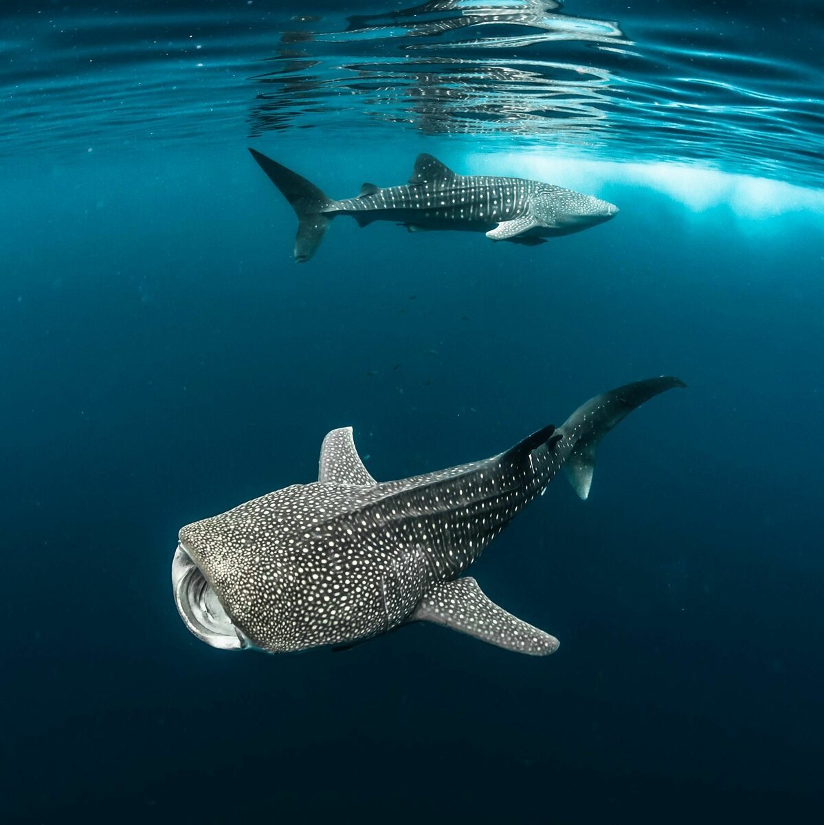 ФОТО: Китовая акула 6
