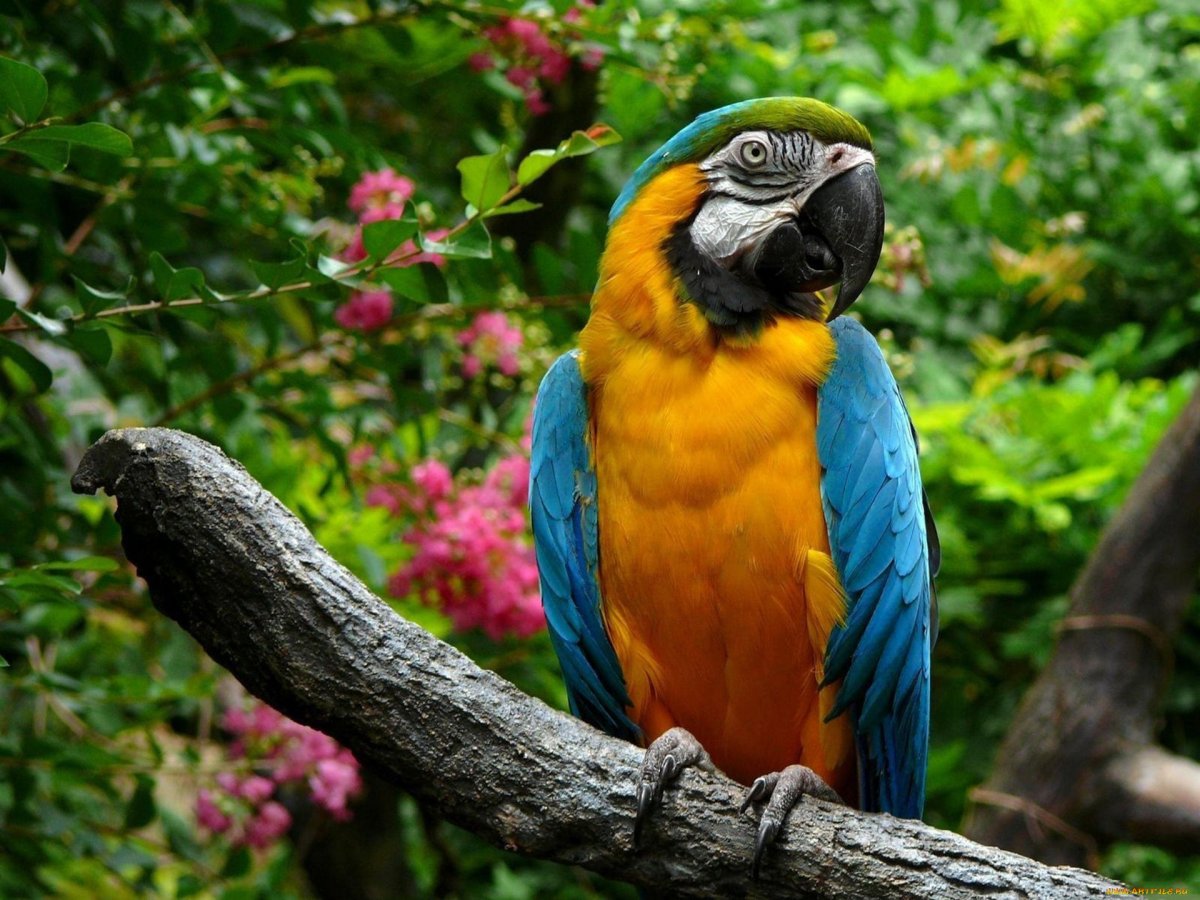 ФОТО: Самый большой попугай 7