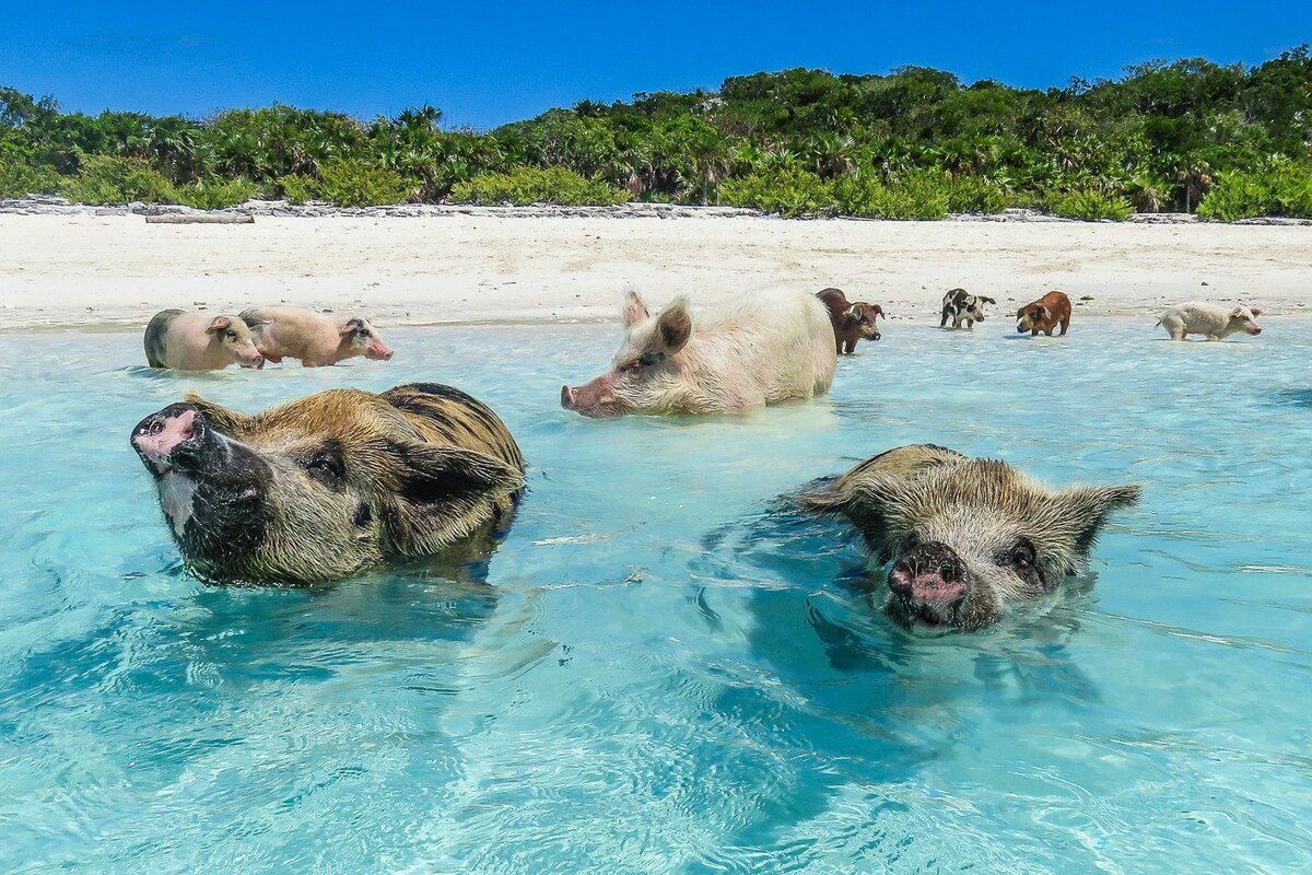 ФОТО: Свиньи на пляже Багамы 7