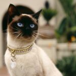 ФОТО ПОДБОРКА: Сиамский котенок 43