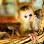 ФОТО: Домашние обезьянки 15