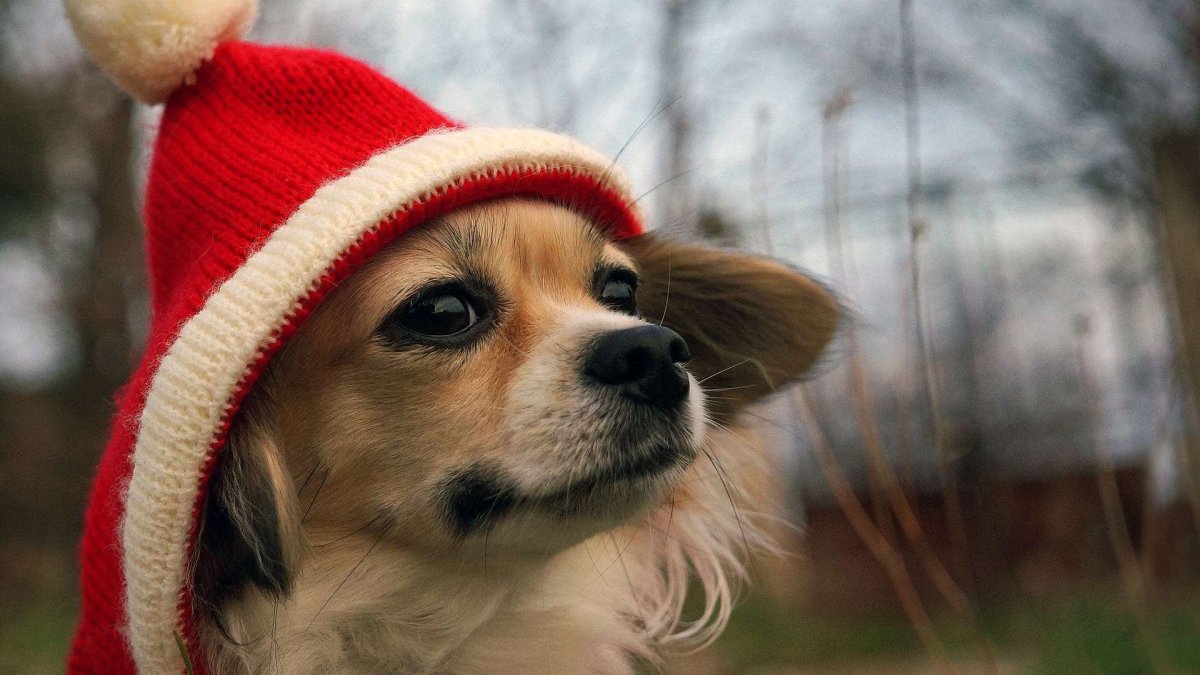 ФОТО: Собачка в шапке 9