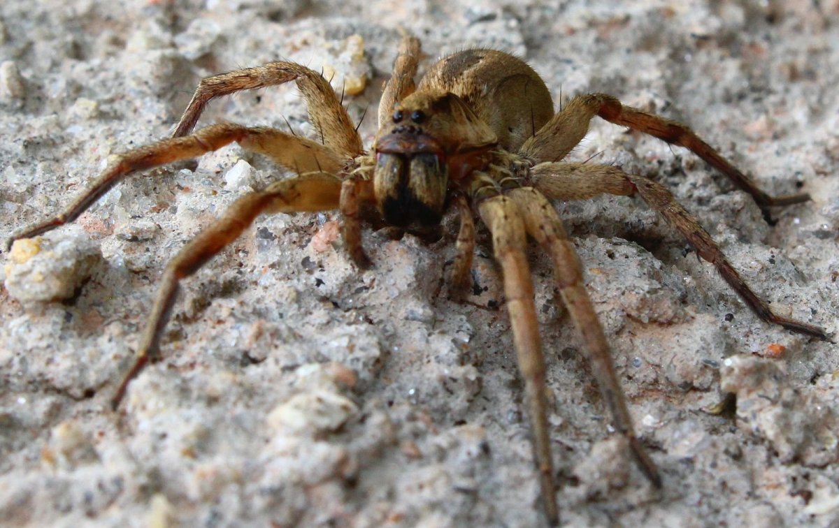 ФОТО: Самый опасный паук в мире 5