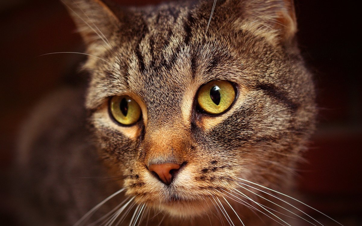 ФОТО: Коричневый кот 5
