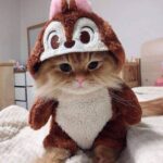 ФОТО: Самый смешной кот в мире 17