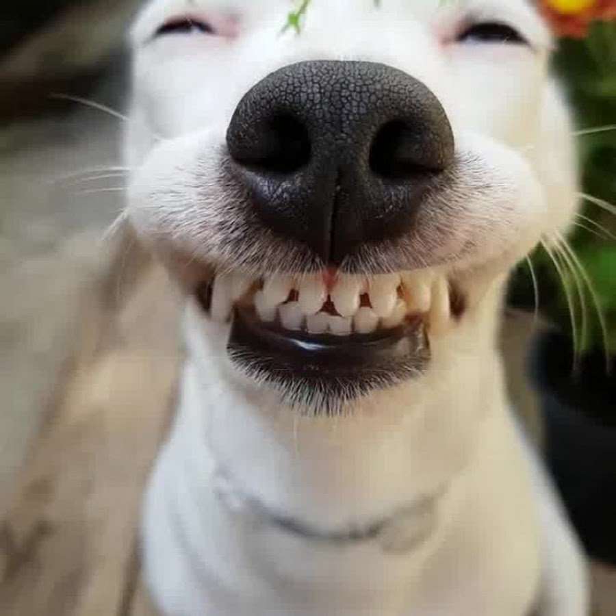 ФОТО: Собака с золотыми зубами 7