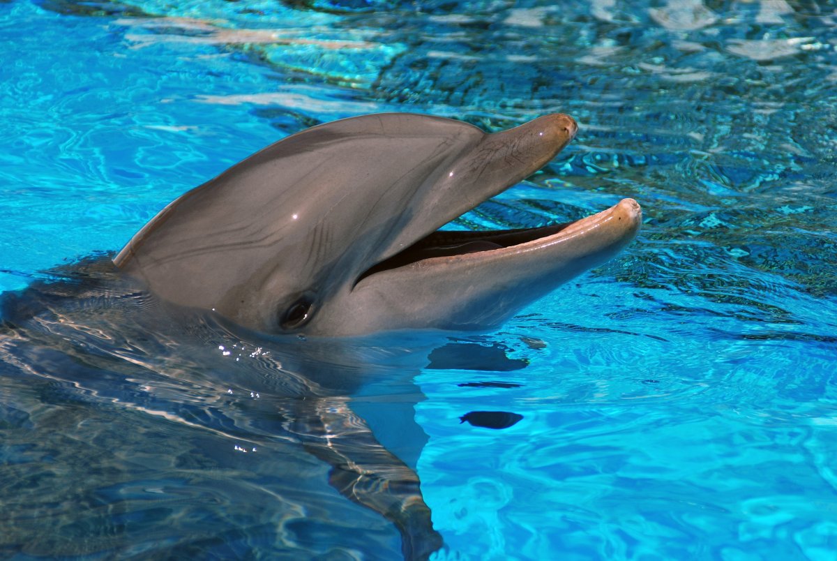 ФОТО: Бутылконосый Дельфин 2