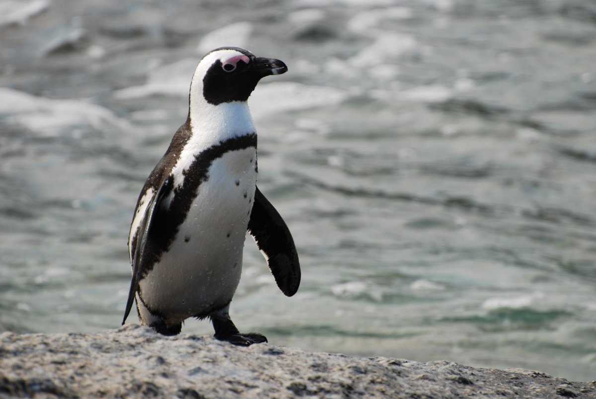 Очковый Пингвин - фотографии 10