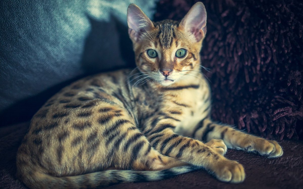 ФОТО: Кот бенгальской породы 3