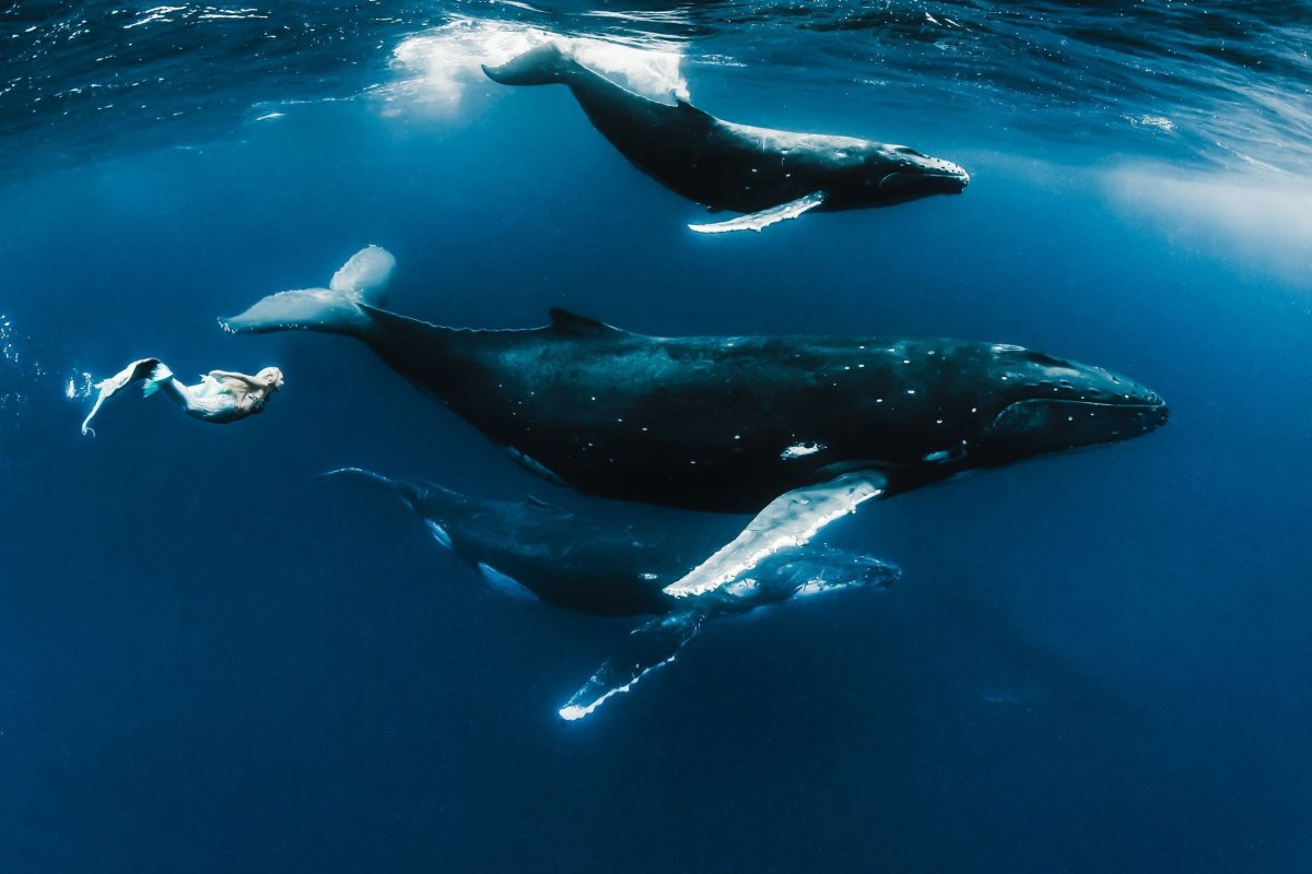 ФОТО: Три кита 8