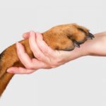 ФОТО: Лапа собаки и рука человека 16