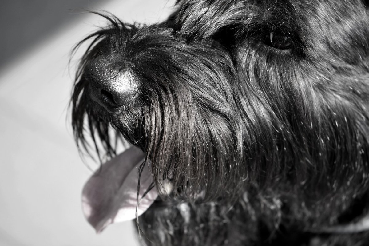 ФОТО: Собака с бородой 9