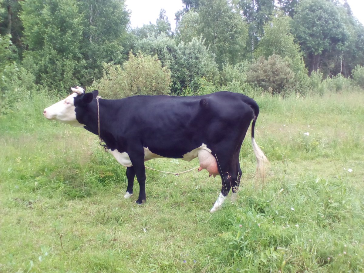 ФОТО: Ярославская порода коров 3