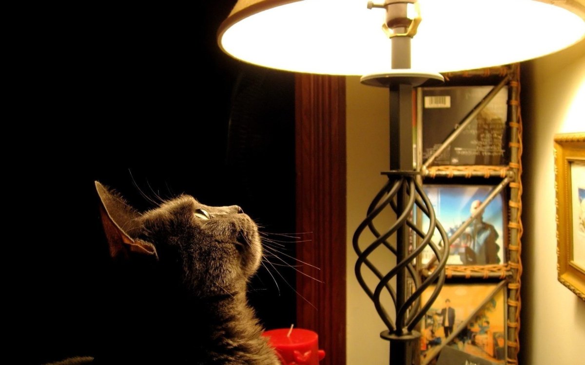 ФОТО: Кот с лампой 2