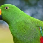 ФОТО: Зеленый попугай 13 тату