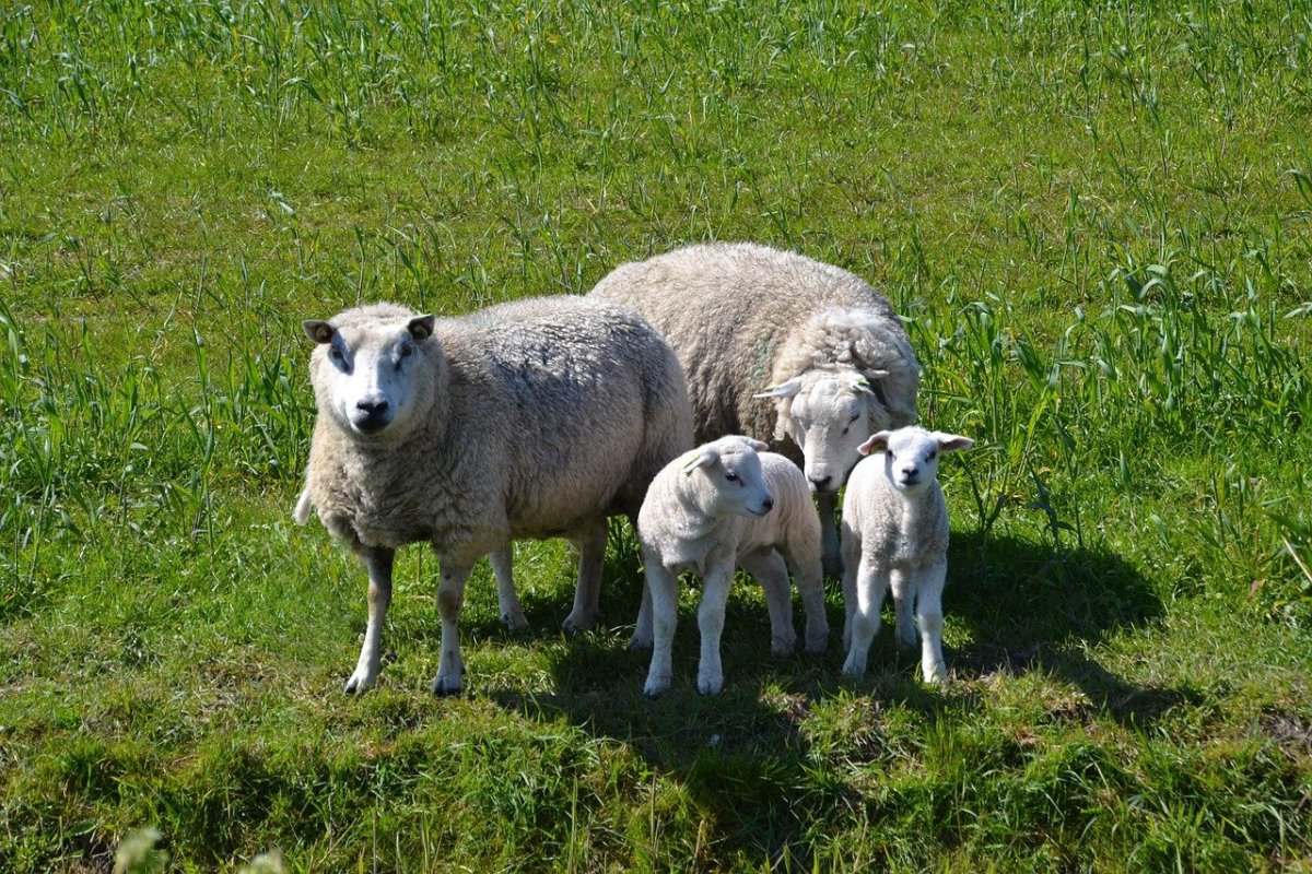 ФОТО: Белтекс овцы 10