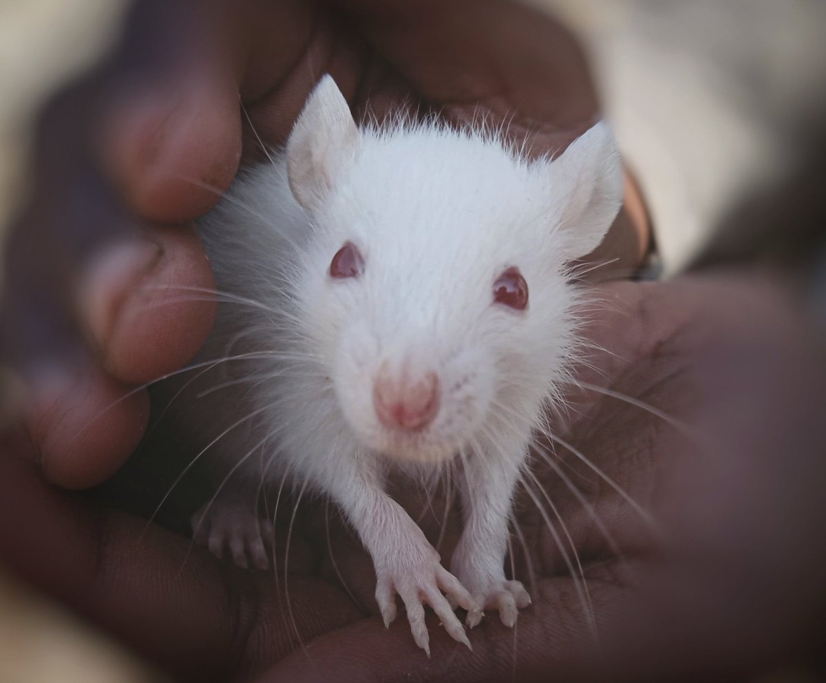 ФОТО: Белая крыса с красными глазами 9