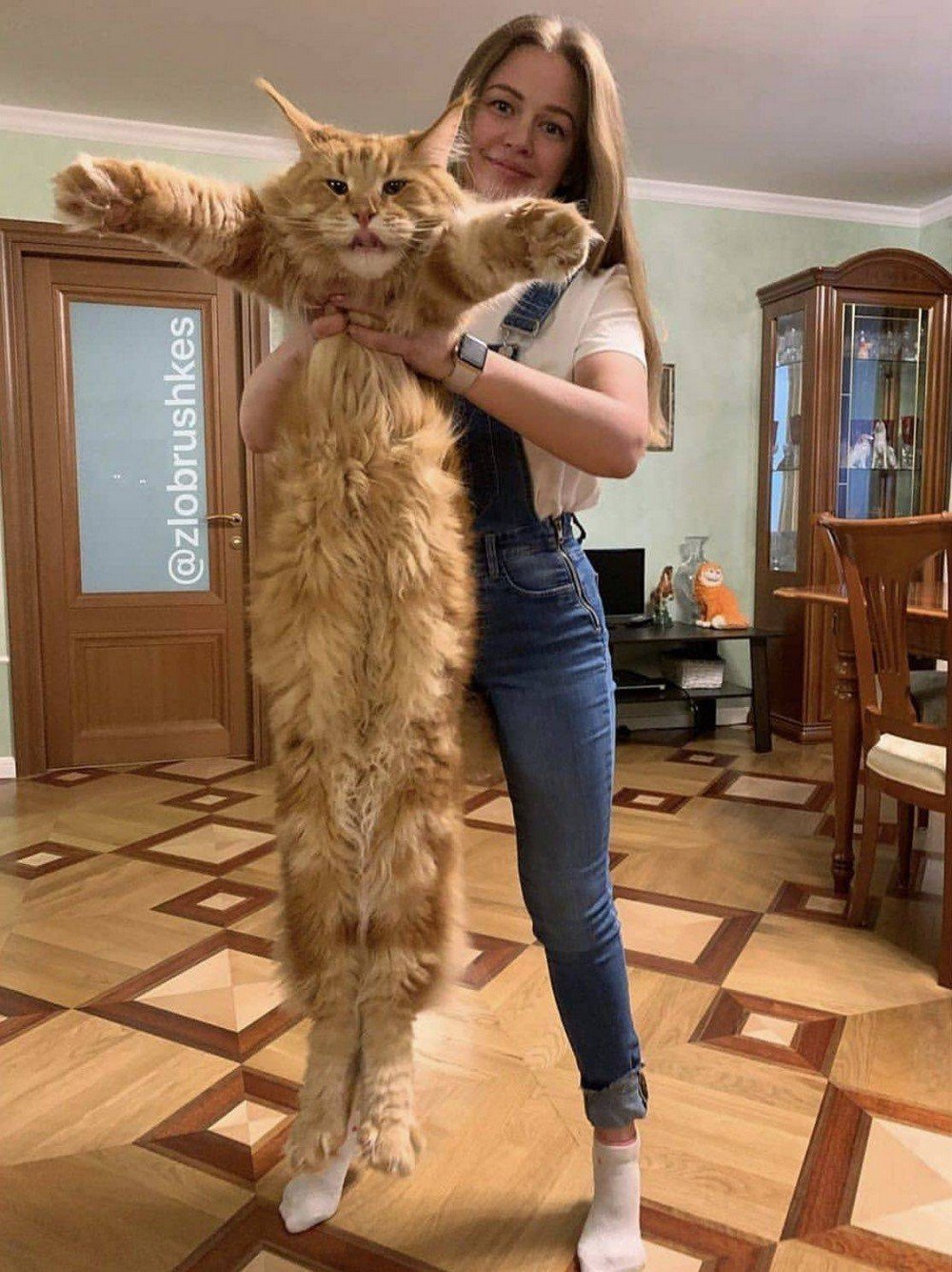 ФОТО: Самый большой кот в мире 5