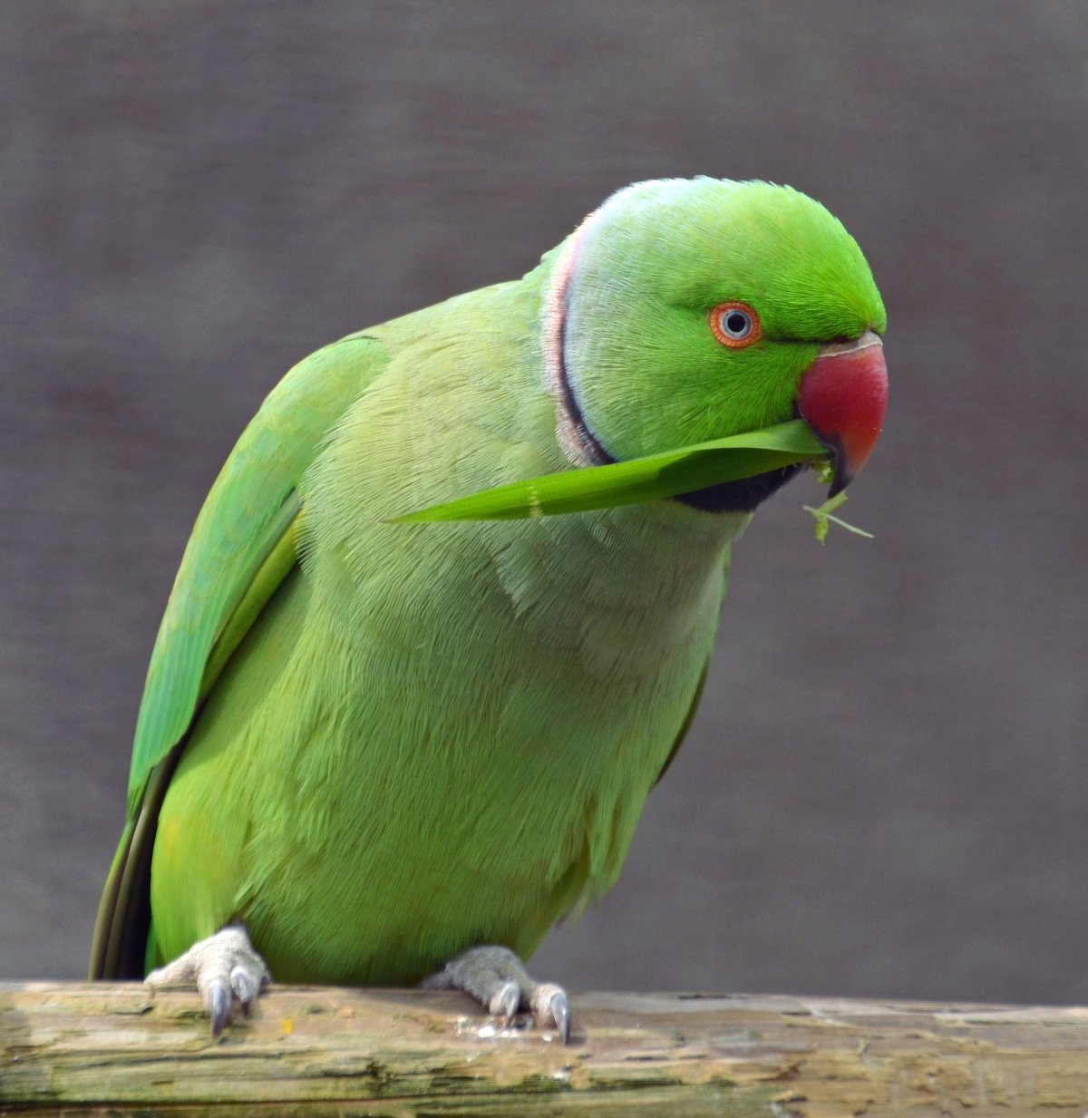 ФОТО: Ожереловый попугай 7