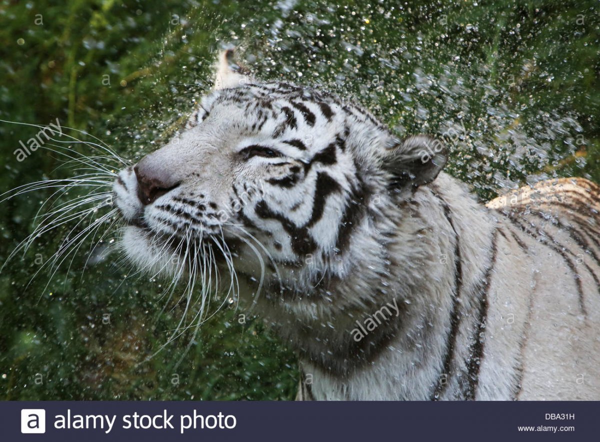 ФОТО: Мазандаранский тигр 7