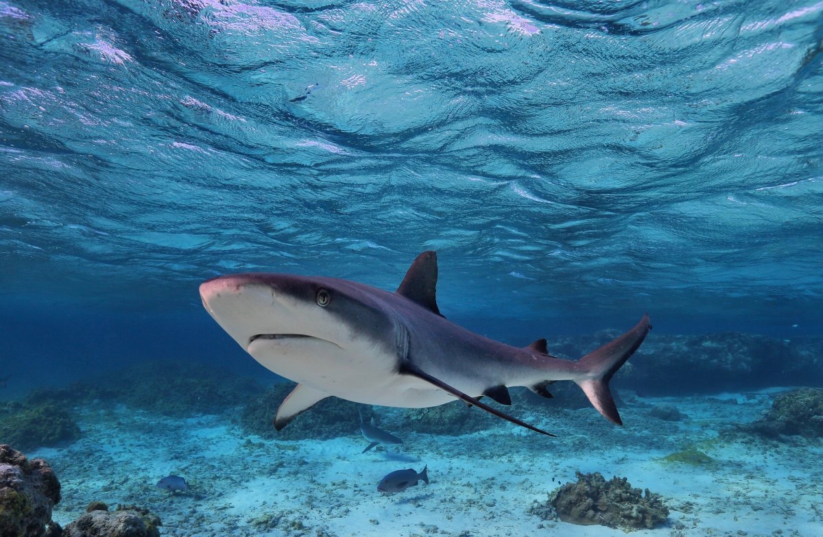 ФОТО: Акулы на Мальдивах 10