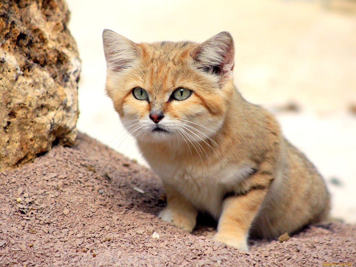 ФОТО: Пустынная кошка 8