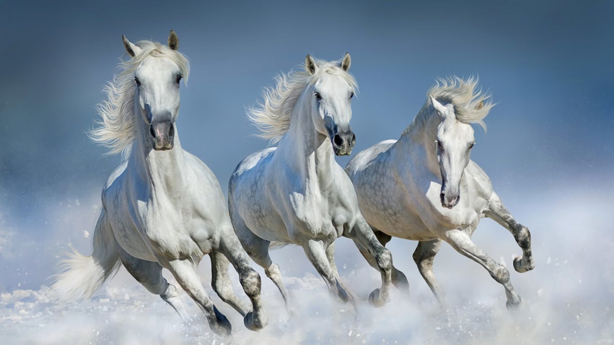 ФОТО: Три белых коня 4