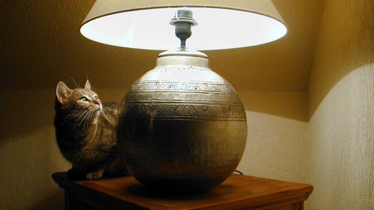 ФОТО: Кот с лампой 1
