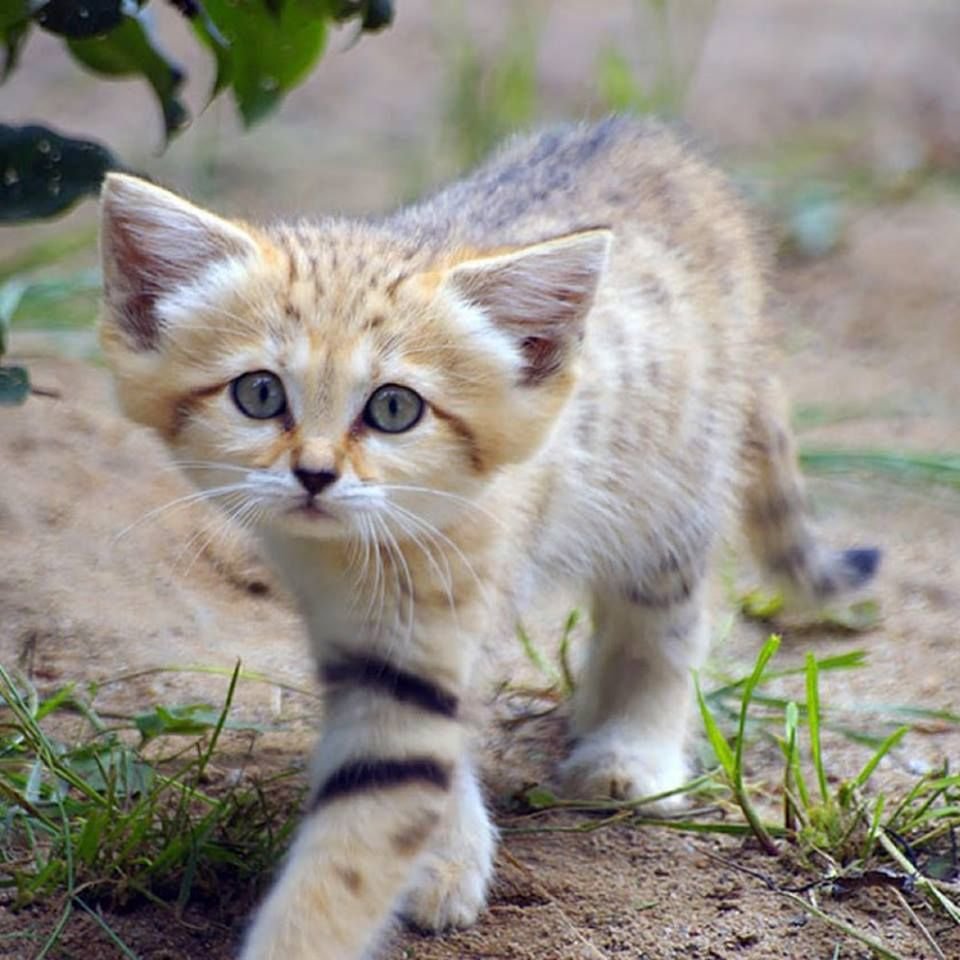 ФОТО: Пустынная кошка 5