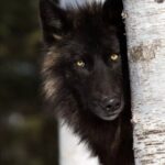 ФОТО: Черный канадский волк 33