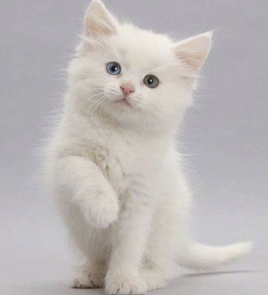 ФОТО: Маленький белый котенок 6