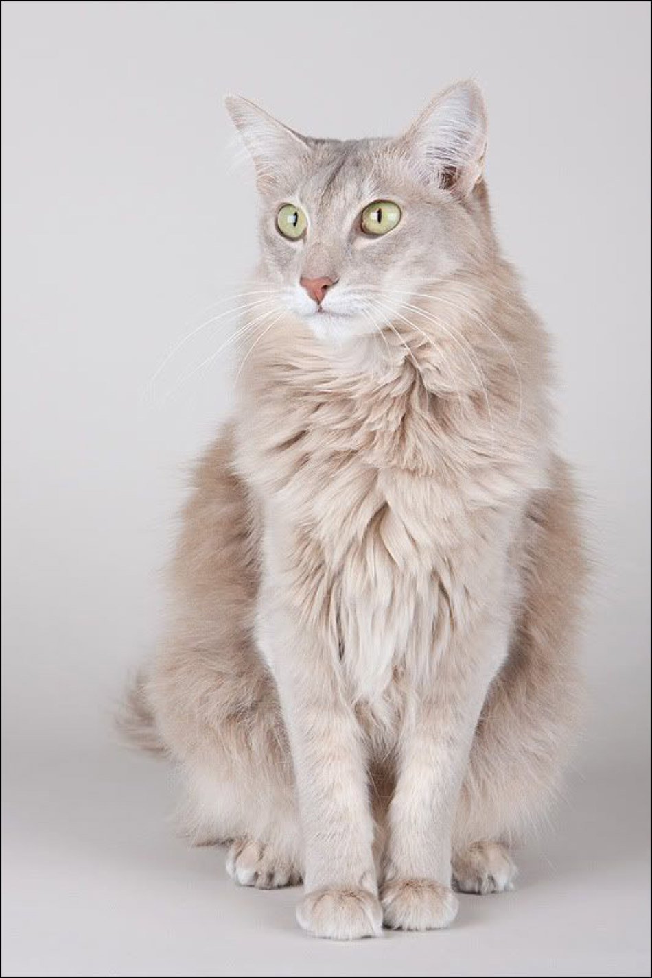 ФОТО: Ориентальная длинношерстная кошка 4