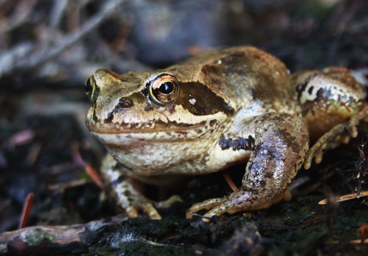 ФОТО: Земляная жаба 10