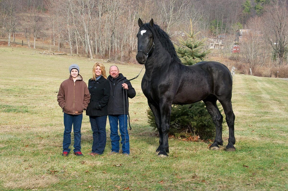 ФОТО: Самая большая лошадь 3