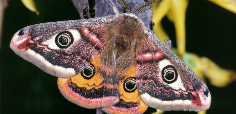 ФОТО: Бабочка Павлиноглазка