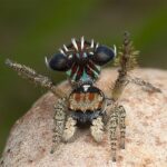 ФОТО: Павуки в Австралії 21