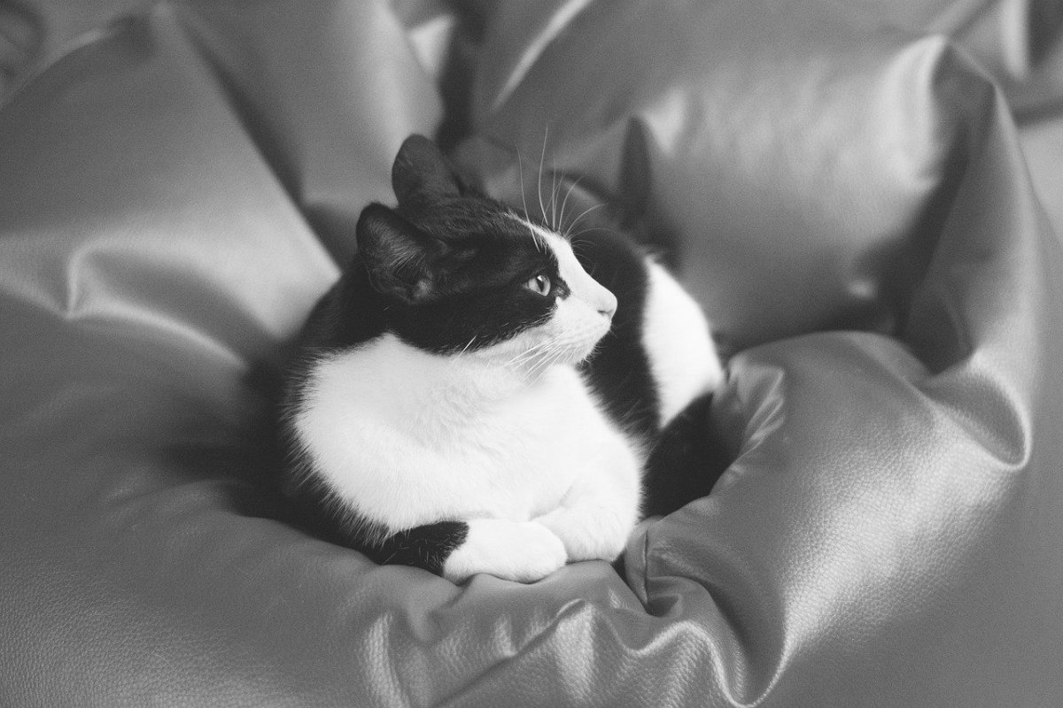 ФОТО: Черно белая кошка 4