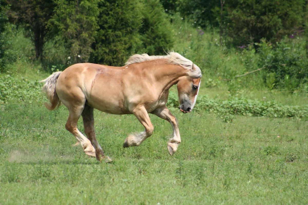 ФОТО: Каурая лошадь 1