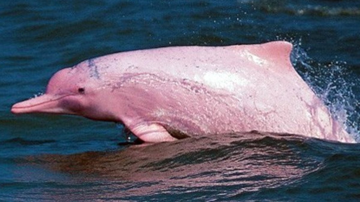 ФОТО: Розовые дельфины амазонки 6