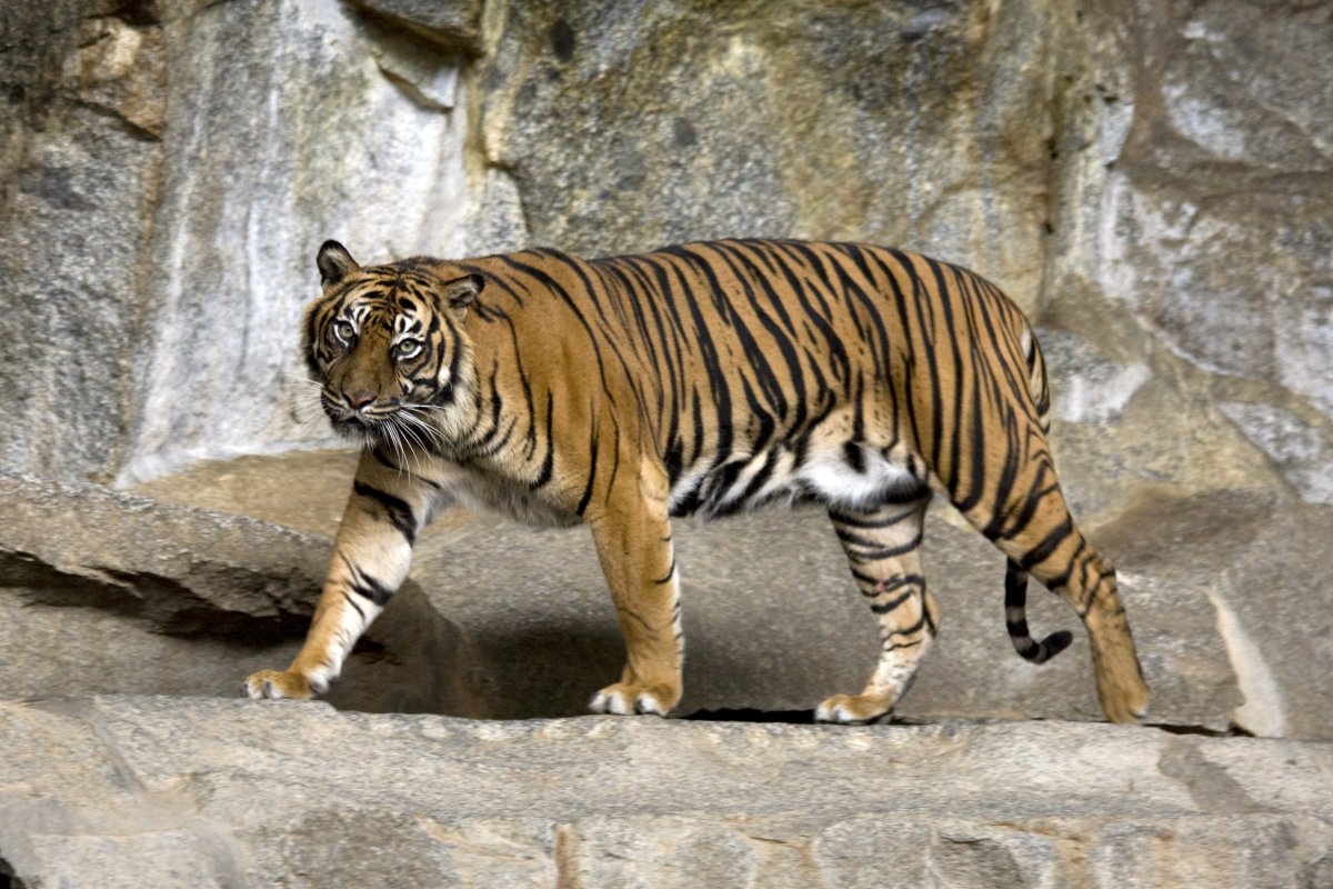 ФОТО: Закавказский тигр 7