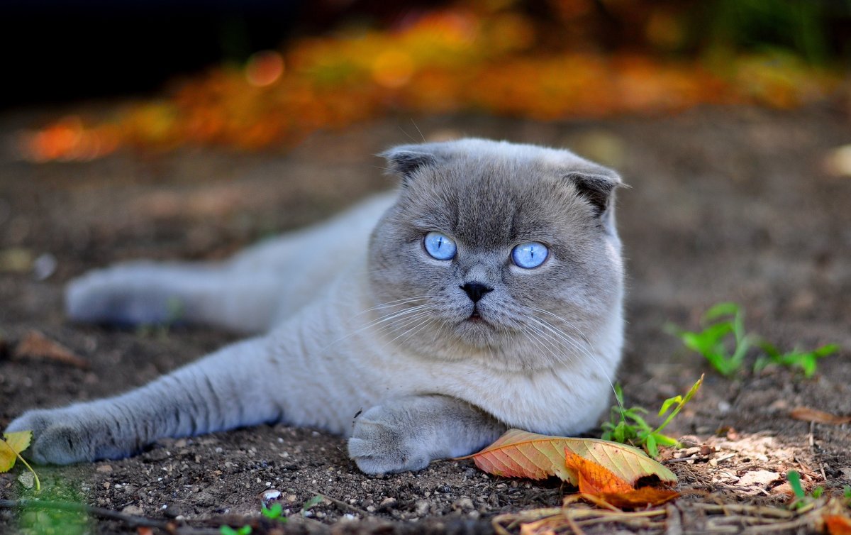 ФОТО: Голубой кот 6
