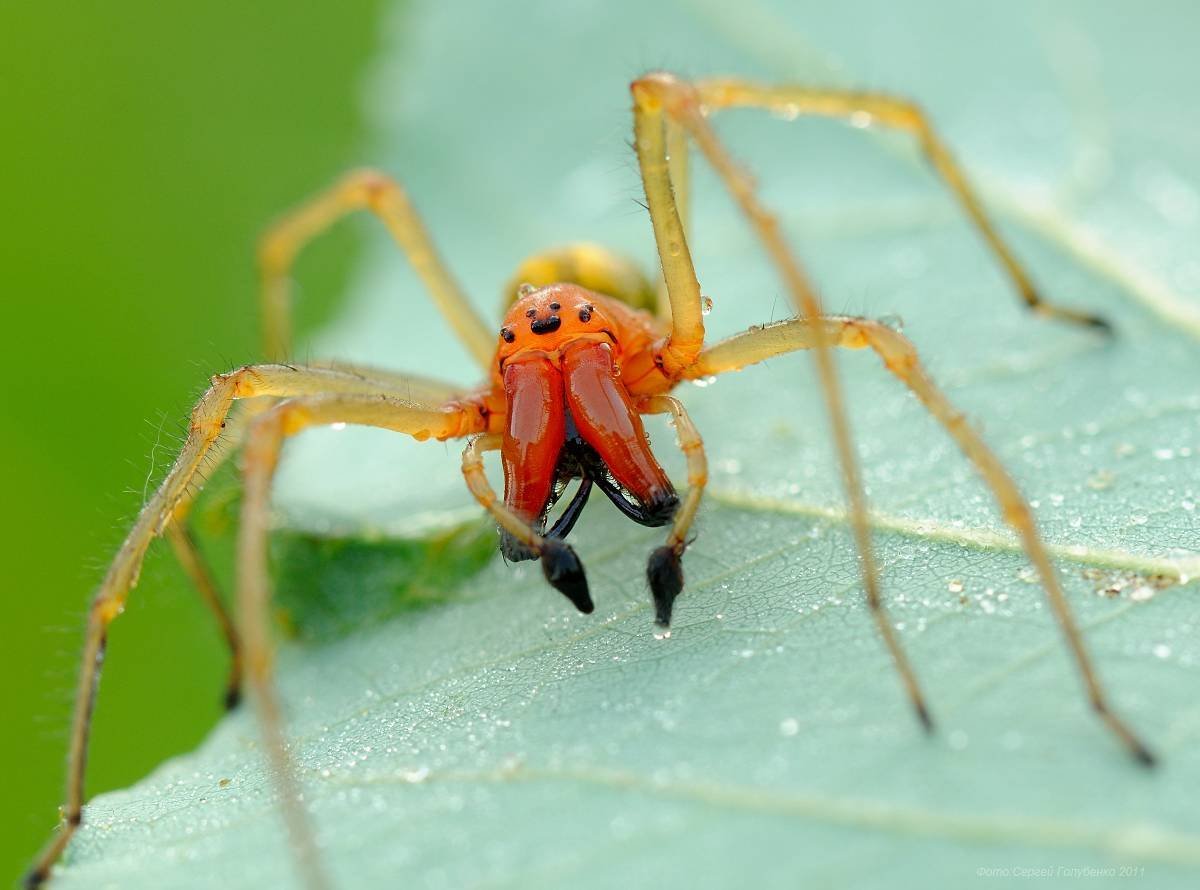 ФОТО: Желтосумный колющий паук 2