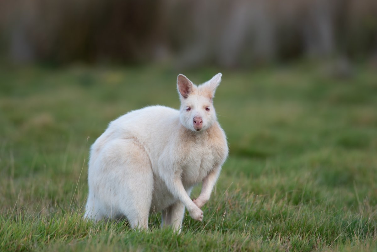 ФОТО: Белый кенгуру 7